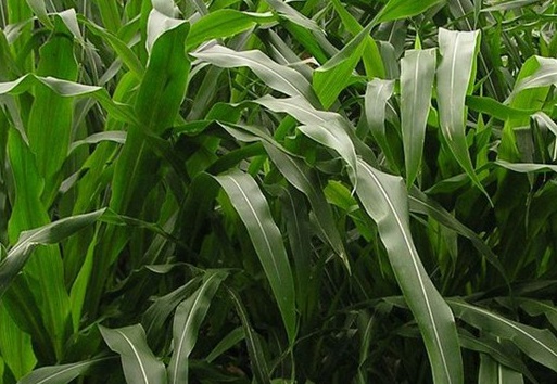 1627528089363082.jpg image.jpg