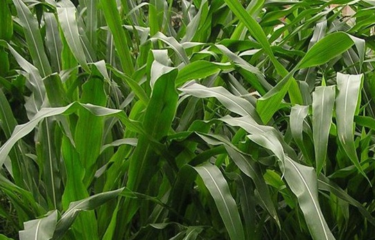 1627529603611744.jpg image.jpg