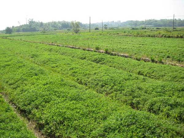 艾草種子發(fā)芽出苗圖片 艾草種子發(fā)芽出苗圖片