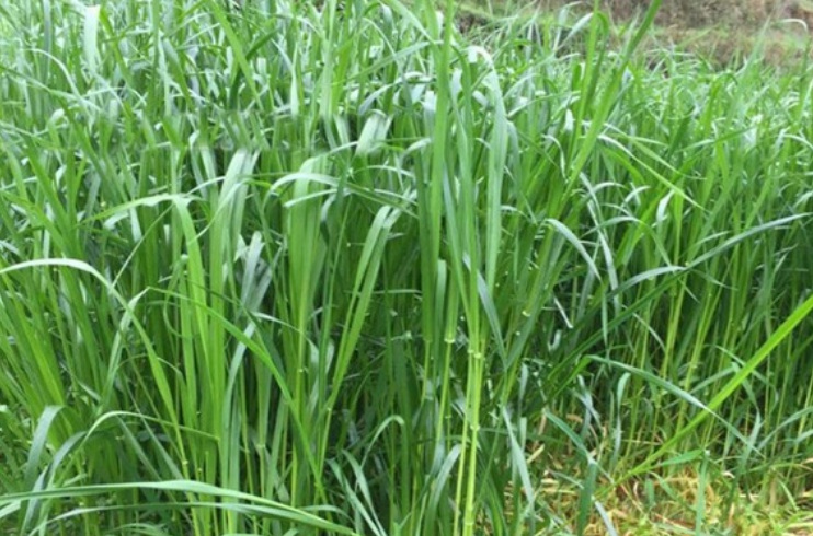 1627538871992353.jpg 黑麥3.jpg