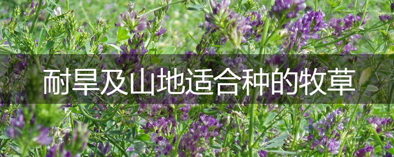 耐旱及山地適合種的牧草 耐旱及山地適合種的牧草