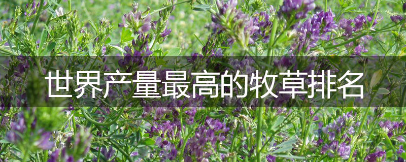 世界產量最高的牧草排名