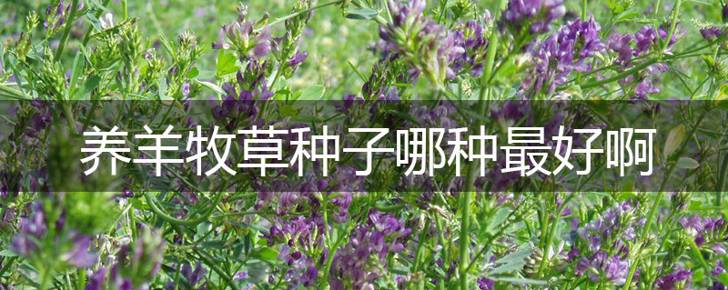 養(yǎng)羊牧草種子哪種最好啊 養(yǎng)羊牧草種子哪種最好啊
