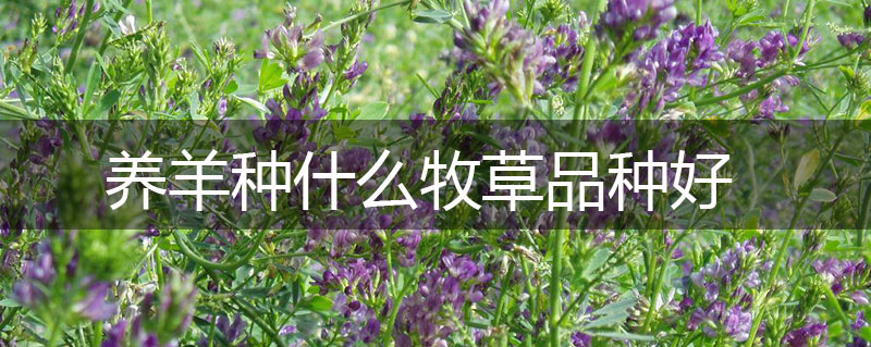 養羊種什么牧草品種好