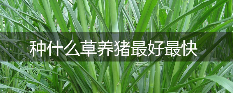 種什么草養豬最好最快