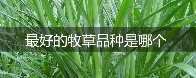 最好的牧草品種是哪個