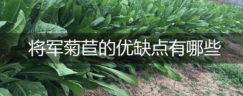 將軍菊苣牧草的優(yōu)缺點有哪些 將軍菊苣牧草的優(yōu)缺點有哪些