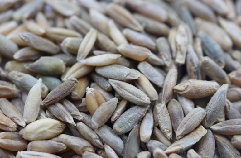 1627568077931087.jpg 黑麥1.jpg