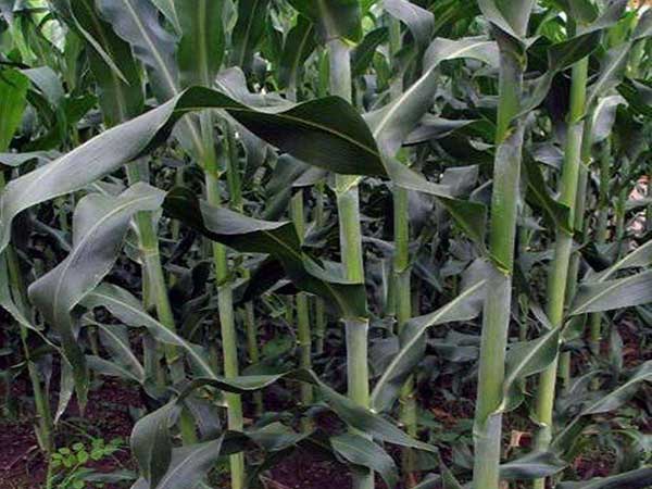 1627615217845055.jpg image.jpg