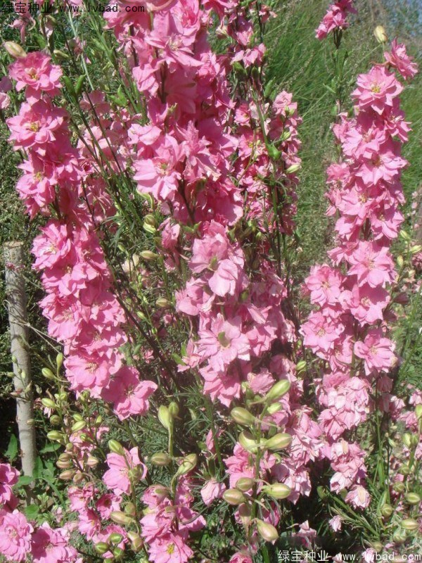 1627621928945707.jpg image.jpg