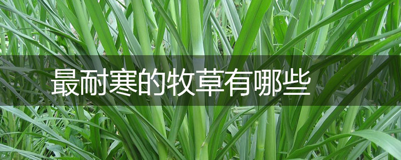 最耐寒的牧草有哪些 最耐寒的牧草有哪些
