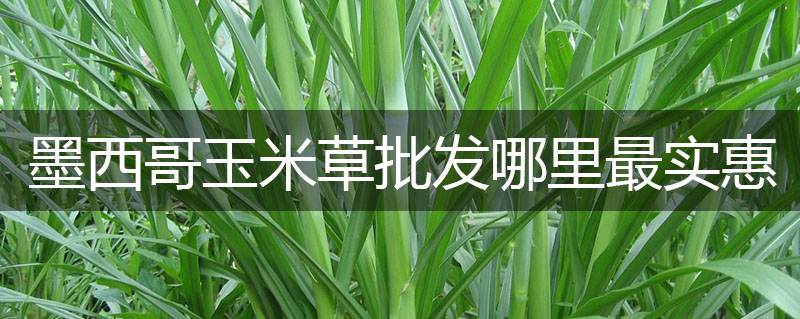 墨西哥玉米草批發(fā)哪里最實惠 墨西哥玉米草批發(fā)哪里最實惠