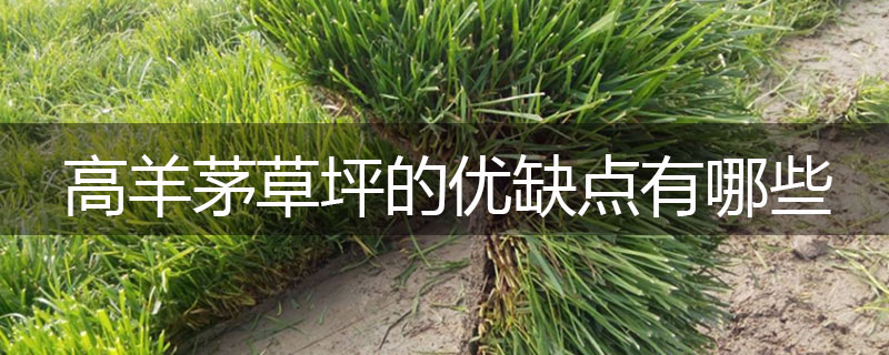 高羊茅草坪的優(yōu)缺點(diǎn)有哪些 高羊茅草坪的優(yōu)缺點(diǎn)有哪些