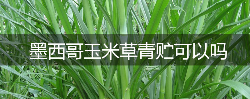 墨西哥玉米草青貯可以嗎 墨西哥玉米草青貯可以嗎