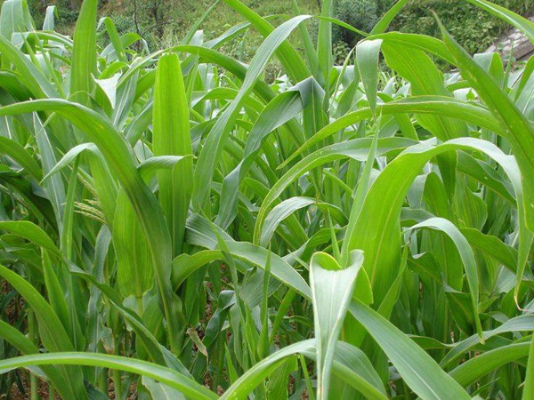 1627701972650668.jpg image.jpg