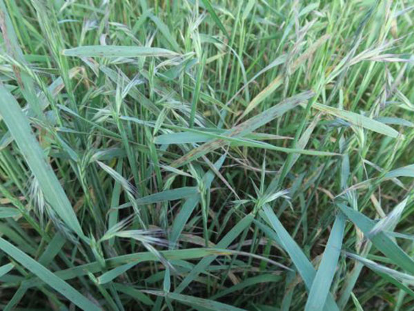 披堿草圖片 披堿草圖片