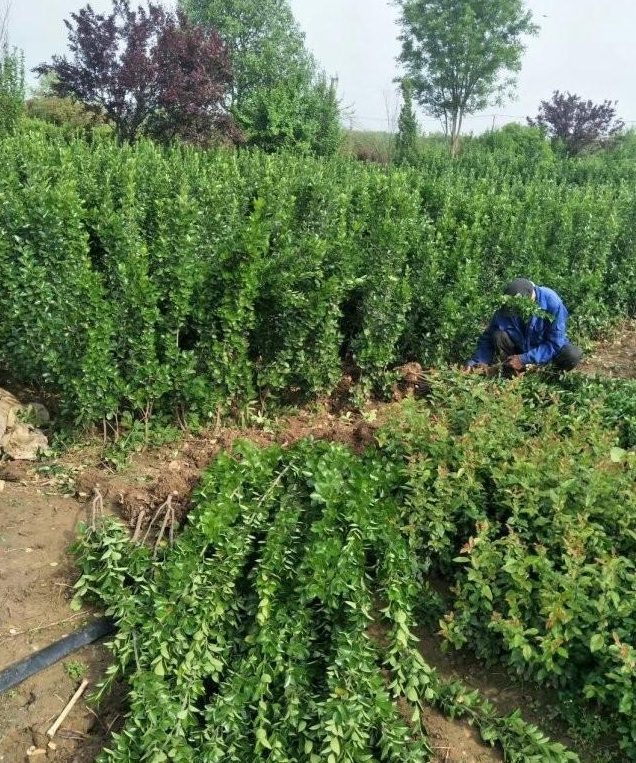 1627817663508636.jpg image.jpg