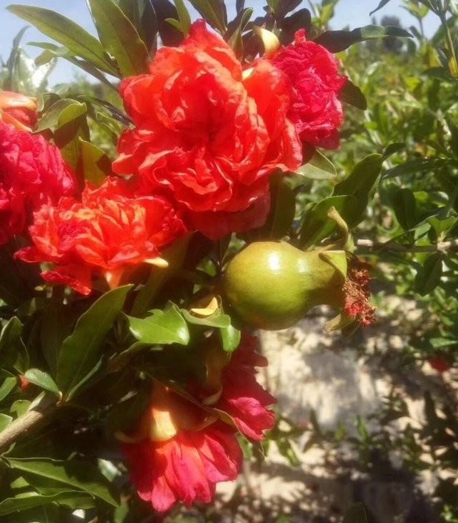 1627818153665339.jpg image.jpg