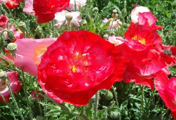 1627818312913484.jpg image.jpg