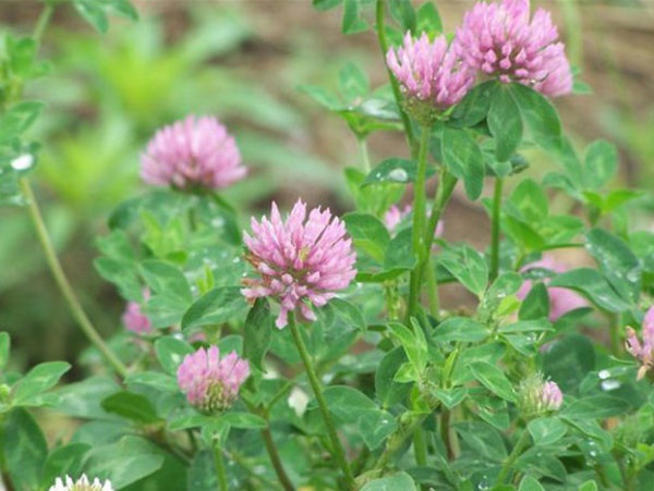 1627819224203364.jpg image.jpg