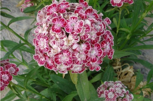 1627821205748617.jpg image.jpg