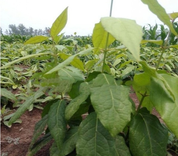 1627822884157227.jpg image.jpg