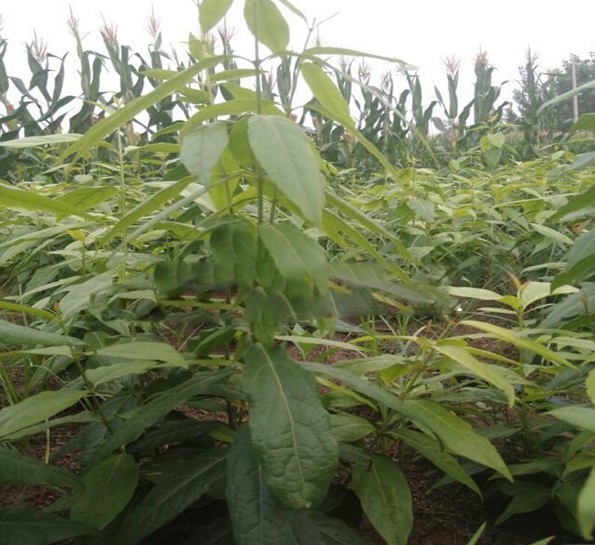 1627822902943933.jpg image.jpg