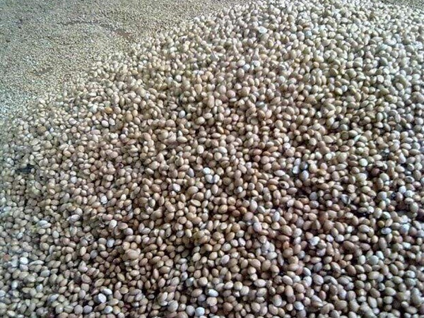 1627823269237024.jpg image.jpg