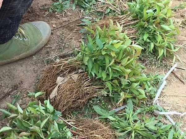 1627823282146129.jpg image.jpg