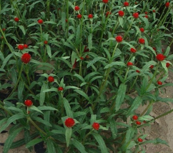 1627825493131815.jpg image.jpg