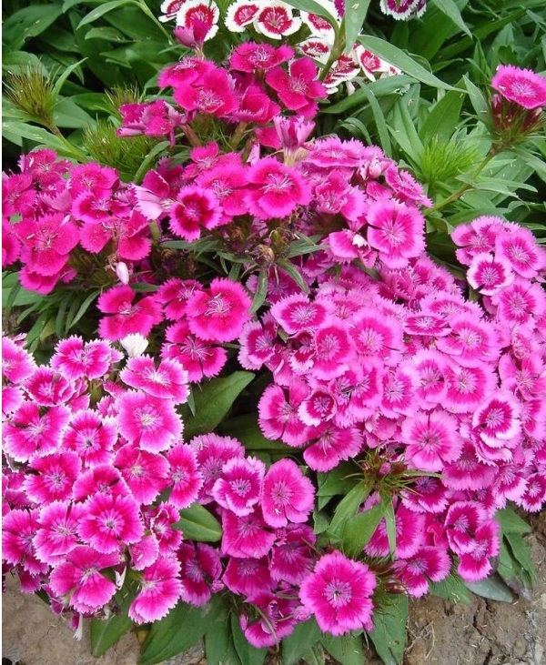 1627825825221122.jpg image.jpg