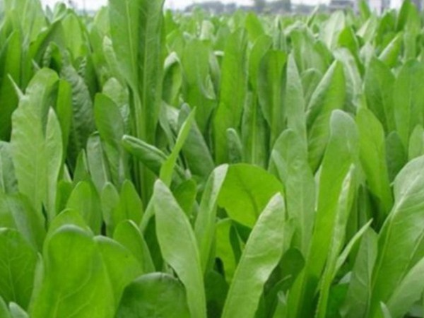 1627826038875169.jpg image.jpg