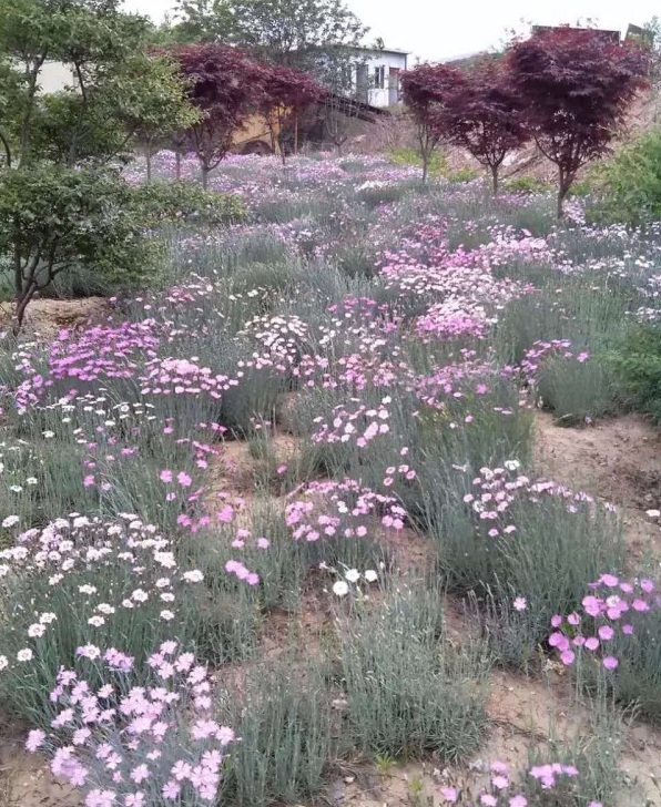 1627826150775117.jpg image.jpg