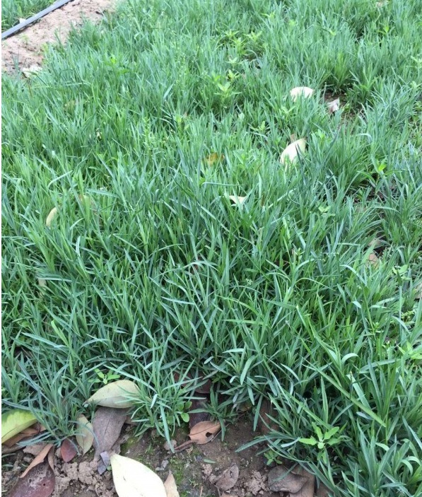 1627826193947681.jpg image.jpg