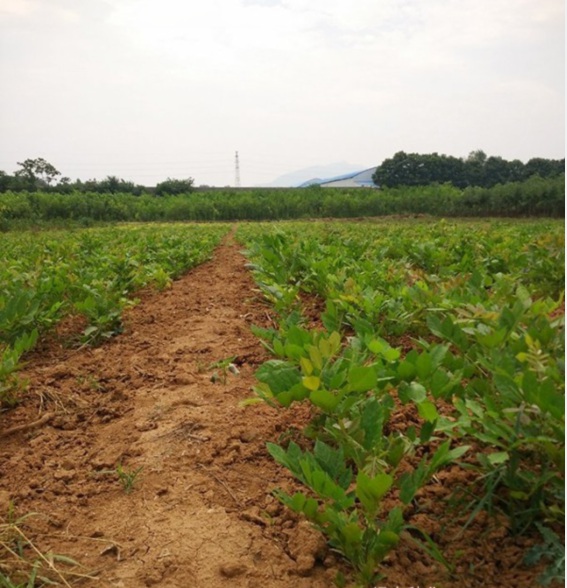 1627832095945145.jpg 紫藤1.PNG