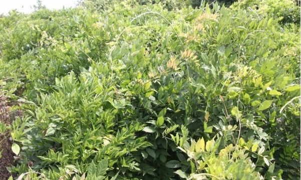 1627832125755123.jpg 紫藤2.PNG