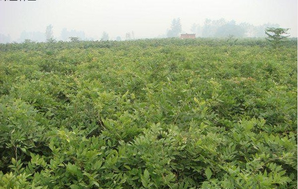 1627832180641106.jpg 紫藤3.PNG