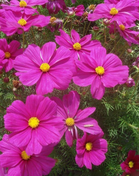 1627871008954609.jpg 格桑花2.PNG