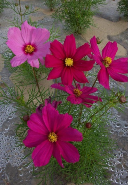 1627871049408792.jpg 格桑花3.PNG