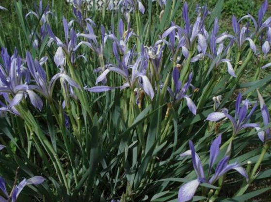 1627871799721350.jpg image.jpg