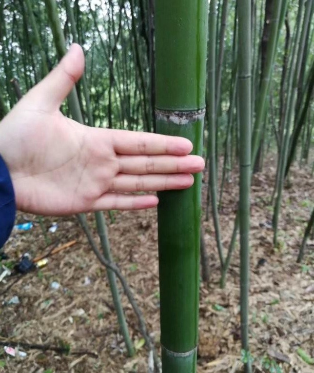 1627873556440656.jpg image.jpg