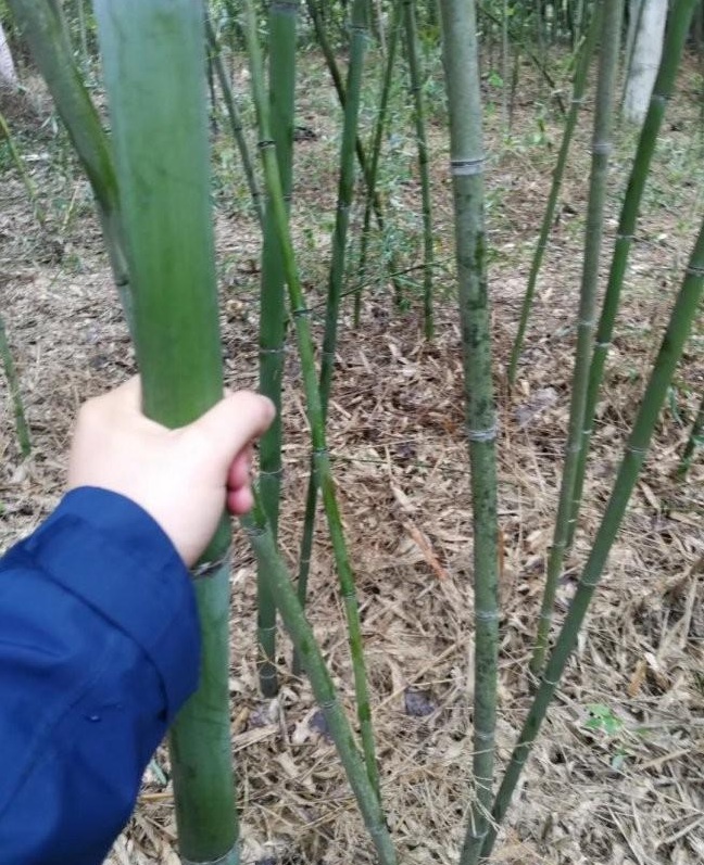 1627873574986075.jpg image.jpg