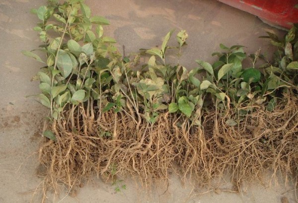 1627875161841700.jpg 流蘇1.PNG