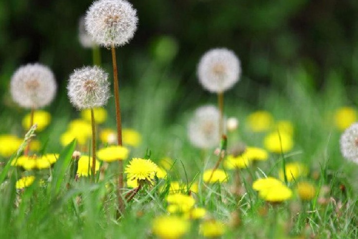 1627914652736033.jpg 蒲公英2.jpg