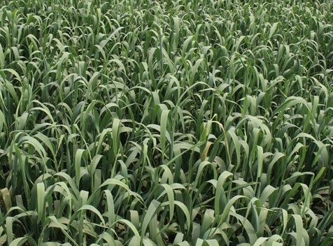 1627949303436582.jpg image.jpg