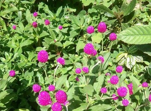 1627949463136832.jpg image.jpg