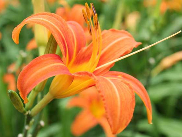 1627955242542402.jpg 萱草1_副本.jpg