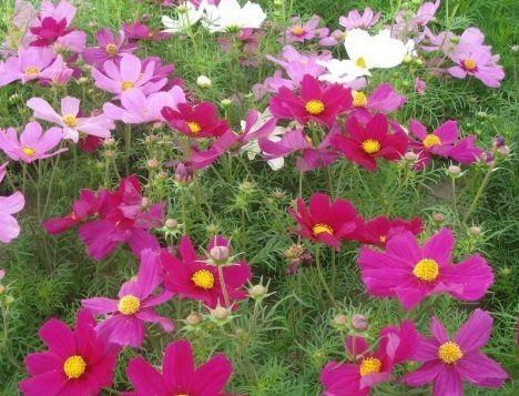 1627958449920504.jpg image.jpg