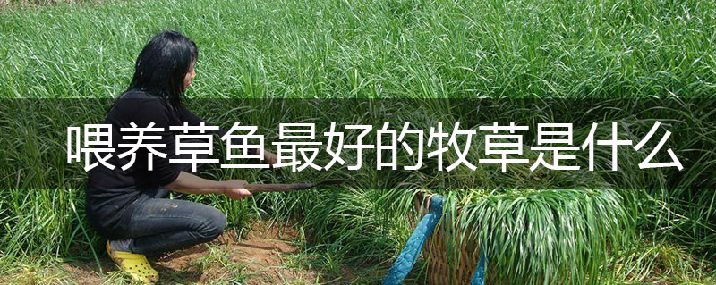 喂養草魚最好的牧草是什么 喂養草魚最好的牧草是什么