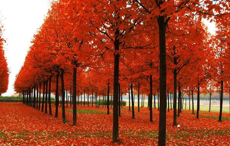 1627970132466463.jpg 紅楓1.jpg